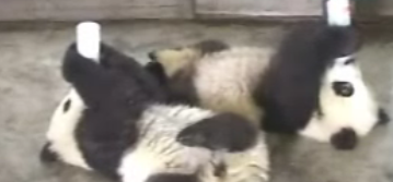 Cute Alert: Baby Pandas Get Bottle Fed